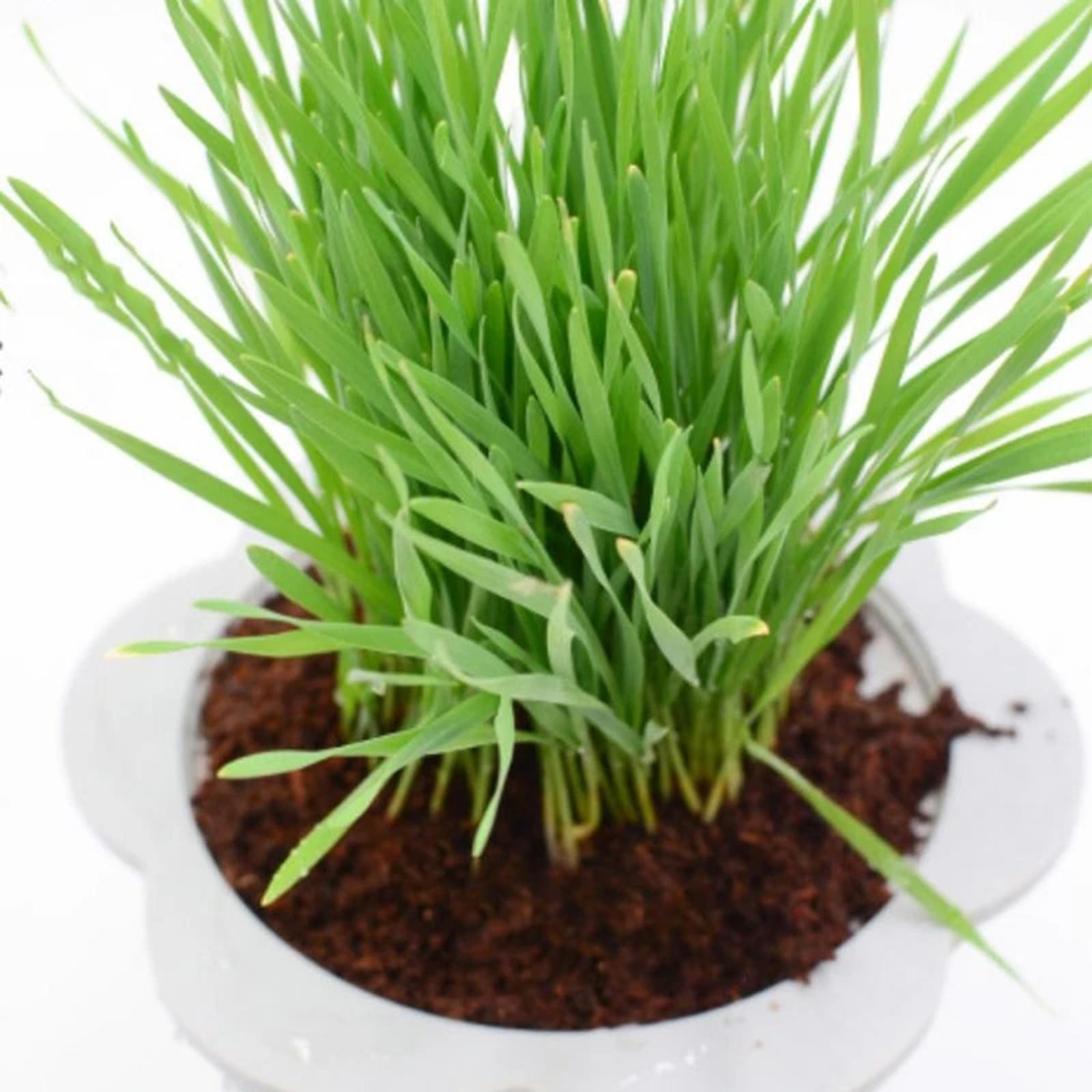 Coconut Fibre Coconut Coir Bri – Substrate Coconut Fiber recenzja i cena