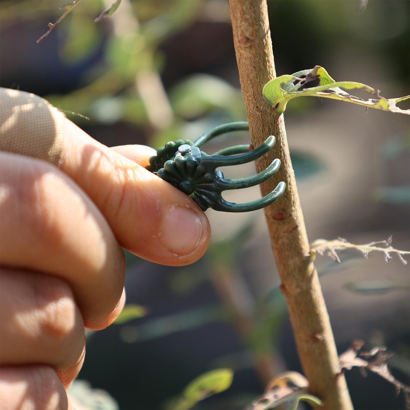 Wholesale Mini Plant Support C – Vine Climbing Plastic recenzja i cena