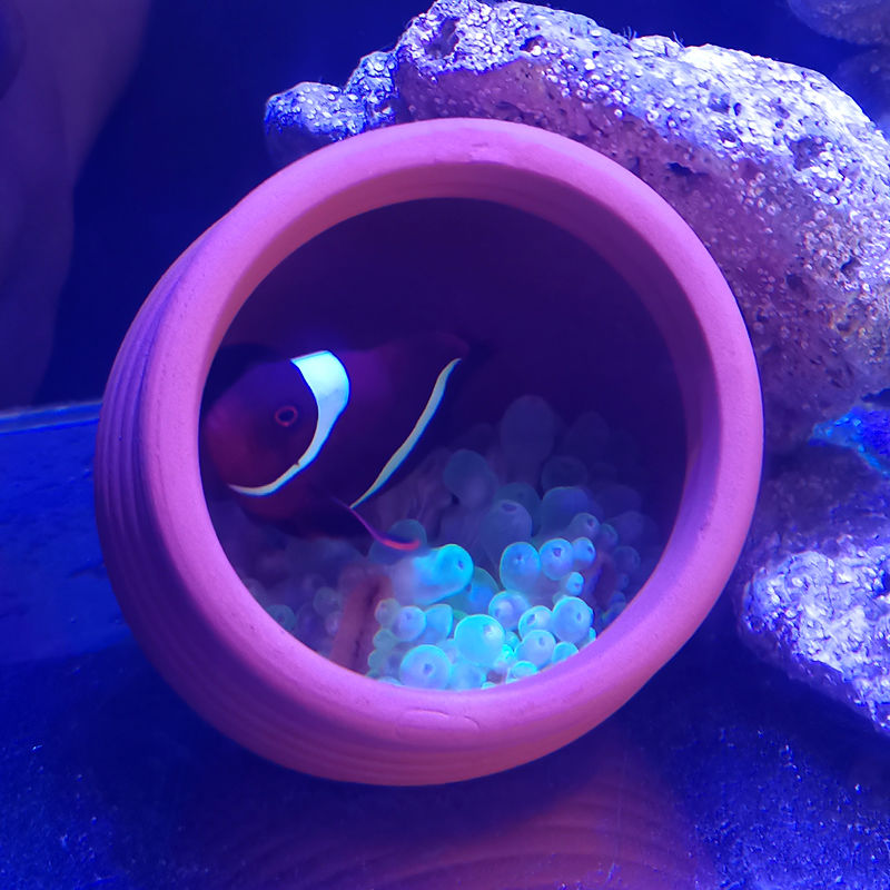 Ceramics Jar Fish Tank Decorat – Hide Cave Ceramic recenzja i cena