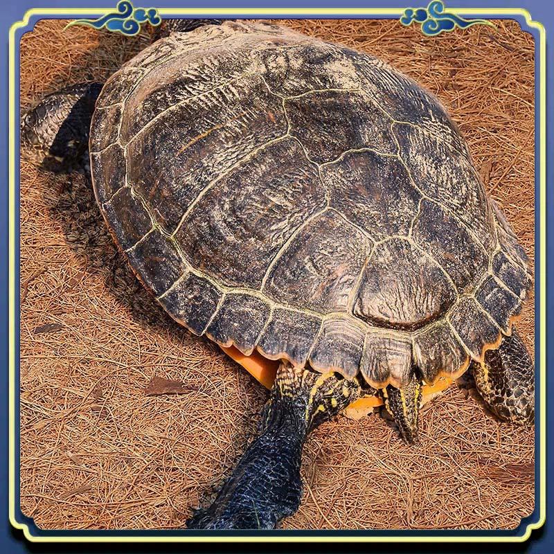 Latest Natural Coconut Fiber M – Substrate Coconut Fiber recenzja i cena