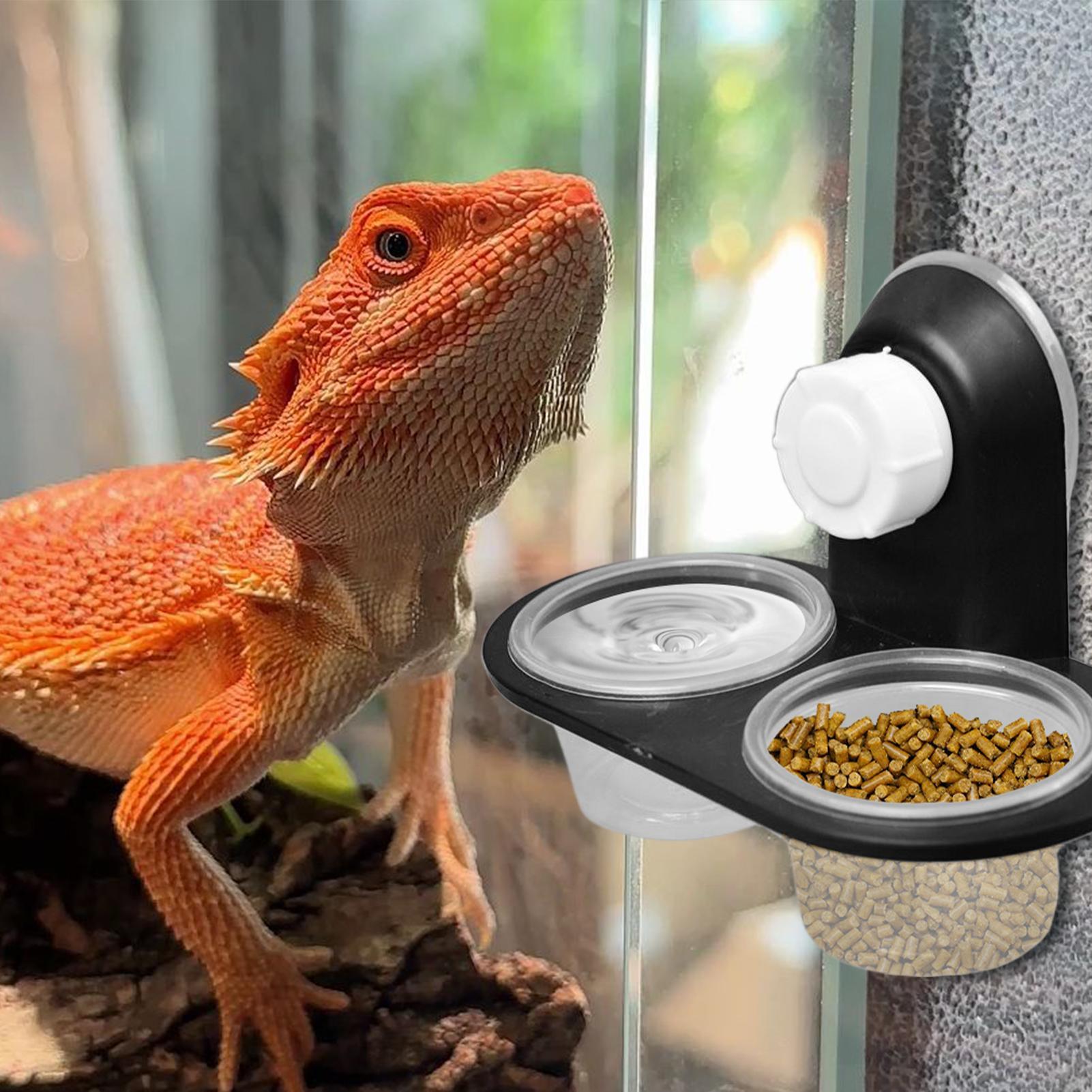 Gecko Food Dish Gecko Feeding  – Water Dish Reptile recenzja i cena