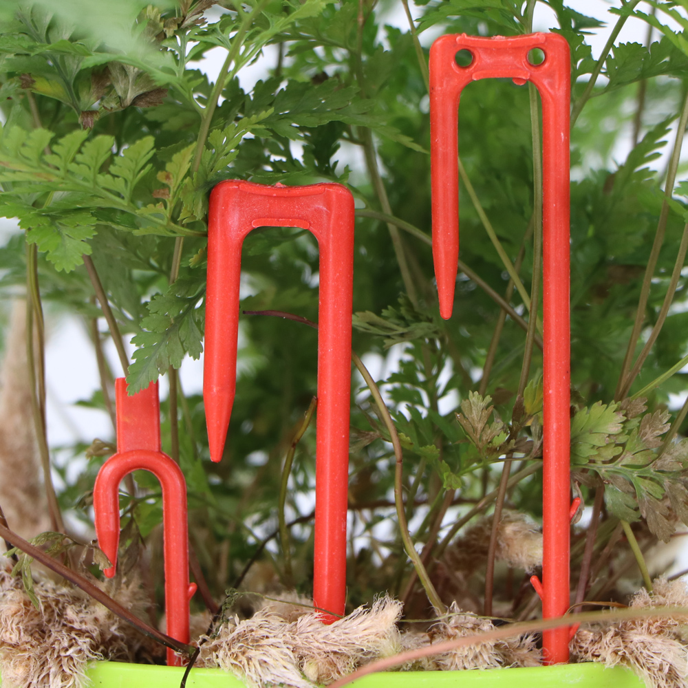 20-50PCS Strawberry Planting F – Vine Climbing Plastic recenzja i cena